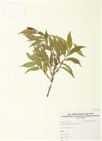藏品(細枝柃木)的圖片